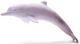 Recur RC16105S - Indo-Pacific humpbacked dolphin (Sousa chinensis)