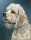 Hundepostkarte American Cocker