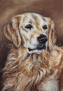 Dog Postcard Mona Golden Retriever