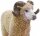 Safari Ltd. 161429 - Schafbock