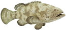 Safari Ltd. 265329 - Goliath Grouper