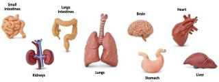 Safari Ltd. Toob® 689304 - Human Organs