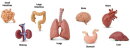 Safari Ltd. Toob® 689304 - Human Organs