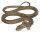Animals of Australia 75472 - Eastern brown snake (large)