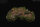 REBOR 160543 - 1:35 Male Stegosaurus Armatus Garden Woodland *1