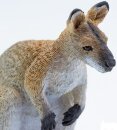 Safari Ltd. 224929 - Wallaby