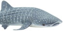 Safari Ltd. 422129 - Whale Shark