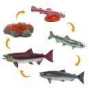 Safari Ltd. 100267 - Lebenszyklus des Lachs