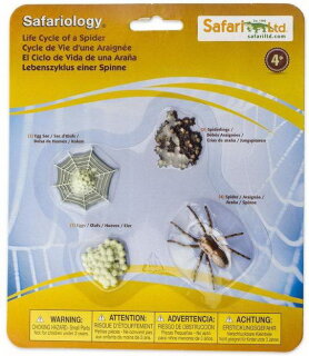 Safari Ltd. 100406 - Life Cycle of a Spider