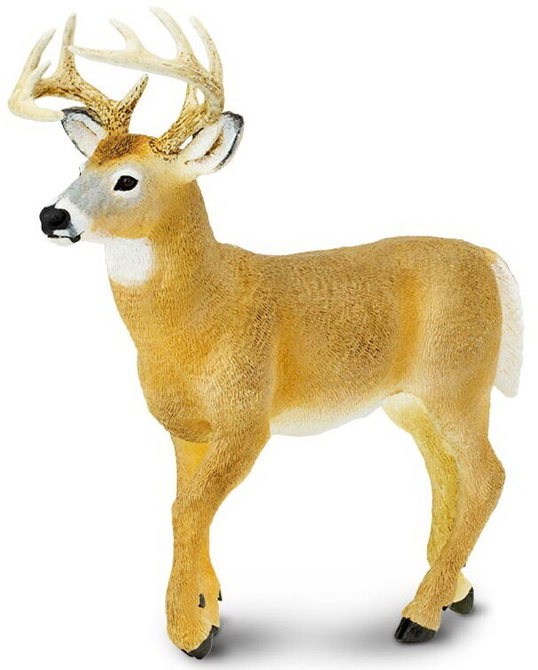 Whitetail Deer Buck Safari Ltd Wildlife Wonders Toy Replica Figure #113589 for sale online 