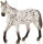 Mojö 387108 - Leopard Appaloosa Stallion