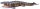 Recur RC16006D - Mosasaurus