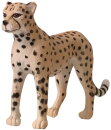 Animals of Australia 75904 - Cheetah