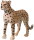 Animals of Australia 75904 - Gepard