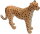 Animals of Australia 75904 - Gepard