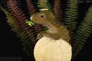 REBOR 160291 - Club Selection: Clover the Hatchling Stegosaurus *1