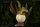 REBOR 160291 - Club Selection: Clover the Hatchling Stegosaurus *1