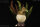 REBOR 160291 - Club Selection: Clover the Hatchling Stegosaurus *1