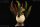 REBOR 160291 - Club Selection: Clover the Hatchling Stegosaurus *1