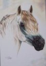 Horse Postcard  Welsh Pony Rabbiner