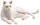 Mojö 387368 - Cat Lying White