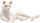 Mojö 387368 - Cat Lying White