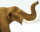 Safari Ltd. 100081 - Amerikanisches Mastodon