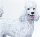 Safari Ltd. 100063 - Poodle