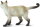 Safari Ltd. 100061 - Siamkatze