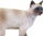Safari Ltd. 100061 - Siamkatze
