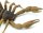 Safari Ltd. 100260 - Scorpion - XL