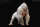 REBOR 160604 - 1:11±1 Alpha Male Mountain Gorilla " GORILLA Z" Albino *1