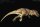 REBOR 1:35 Male Tyrannosaurus rex Carcass "Bites the Dust" Plain Variant *1