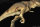 REBOR 1:35 Male Tyrannosaurus rex Carcass "Bites the Dust" Plain Variant *1