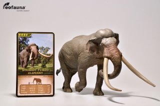EoFauna 002 - Europäischer Waldelefant (Palaeolxodon antiquus)