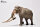 EoFauna 002 - Europäischer Waldelefant (Palaeolxodon antiquus)