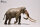 EoFauna 002 - Europäischer Waldelefant (Palaeolxodon antiquus)