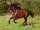 Horse Postcard P.R.E. Orian XV