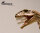 EoFauna 003 - Giganotosaurus