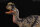 REBOR 166499 - 1:35 Adult/1:11±1 Juvenile Female Dilophosaurus Oasis *1