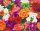 Craft Buddy CAK-A88 - Framed Crystal Art Kit Landscape - Colorful Flowers