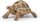 Papo 50264 - Hermanns Schildkröte*