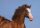 Pferdepostkarte Dt. Reitponystute Lilli