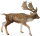CollectA 88665 - Fallow Deer Male