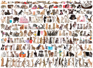 eurographics 6000-0580 - Die Welt der Katzen (Puzzle mit 1000 Teilen)