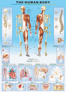 eurographics 6000-1000 - The Human Body (Puzzle with 1000 pieces)