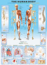 eurographics 6000-1000 - The Human Body (Puzzle with 1000...