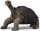 CollectA 88619 - Pinta-Riesenschildkröte